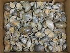 Lot: Polished Fossil Oyster Shells - Around Pieces #141091-1